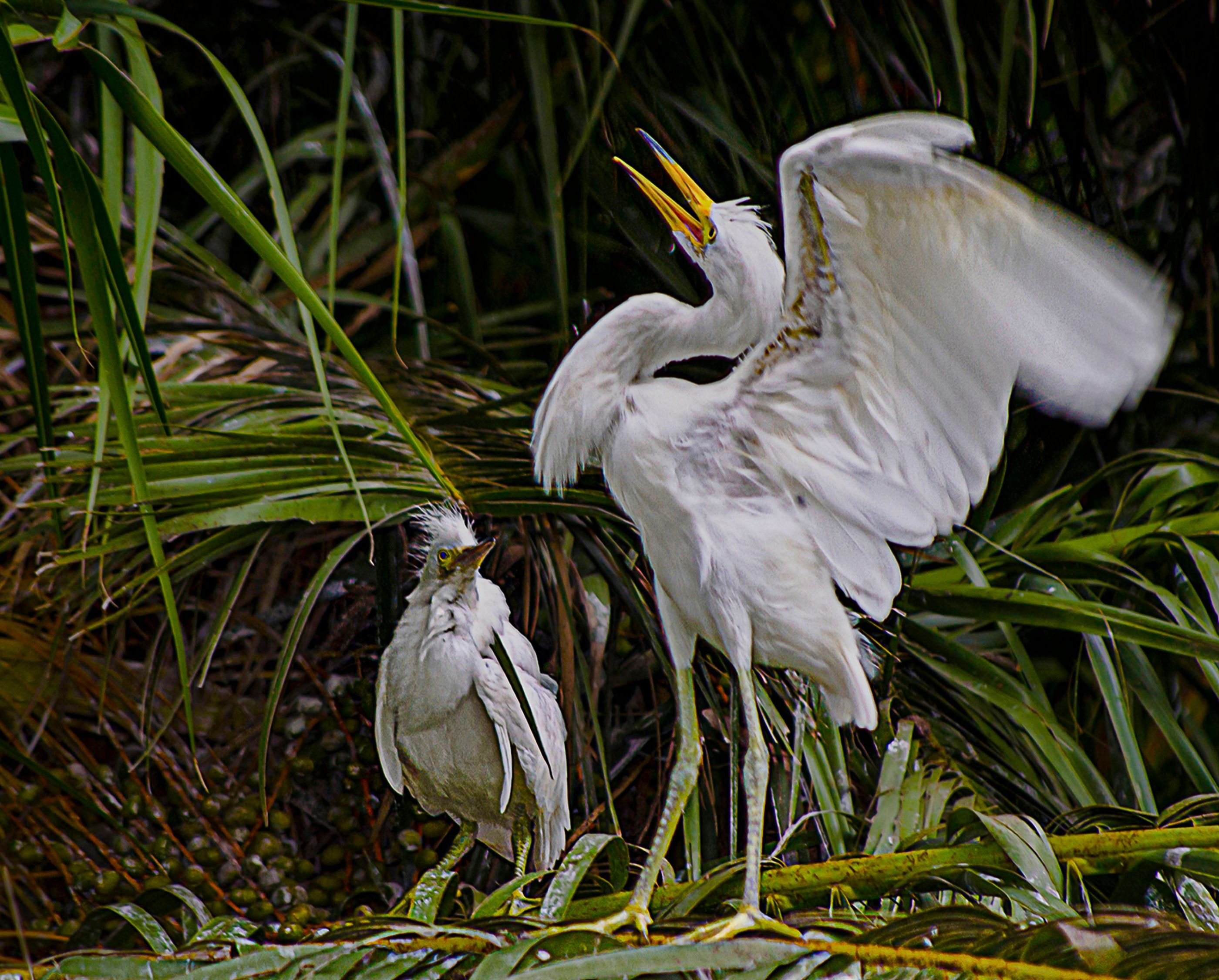 Pichones de garzas